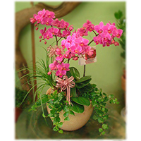 E026喜慶蘭花