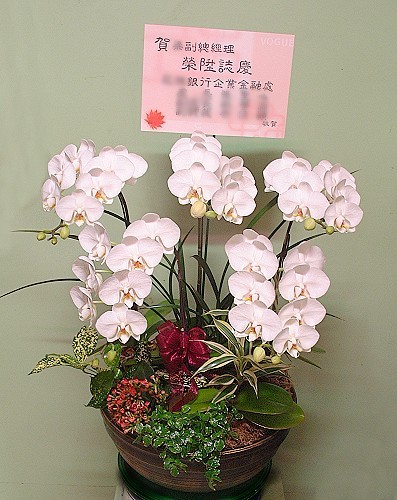 E044喜慶、追思蘭花
