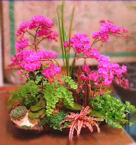 E077喜慶蘭花