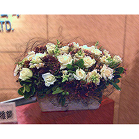 F020包月盆花設計