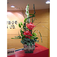 F046包月盆花設計
