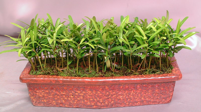 J004種子植物組合盆